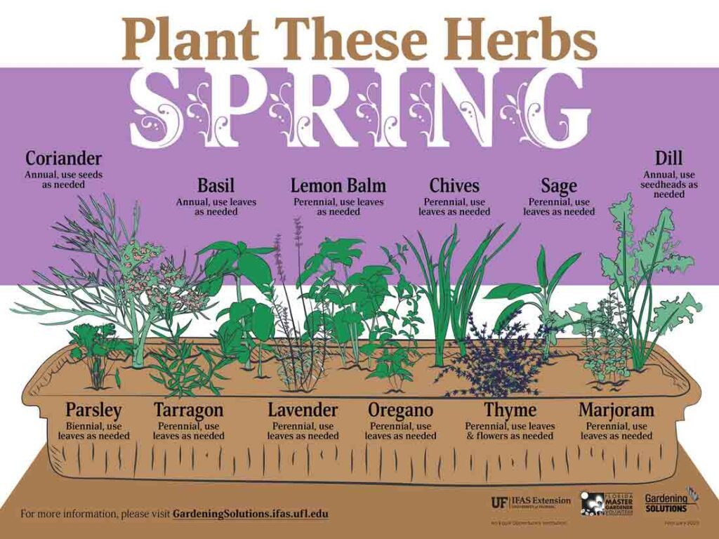Here’s how to grow herbs in Florida