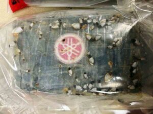 package of cocaine found on the beach, in black bag packaged in a clear plastic bag, with barnacles on the outside.