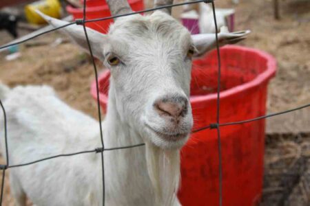 A white goat looks through a wire fence.