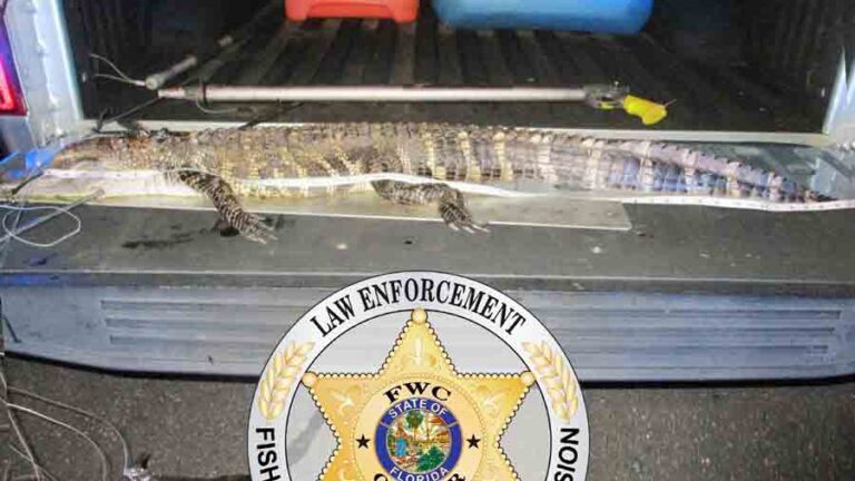 Freshly killed alligator on pickup truck tail gate