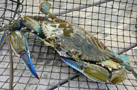 florida blue crab in trap on dock