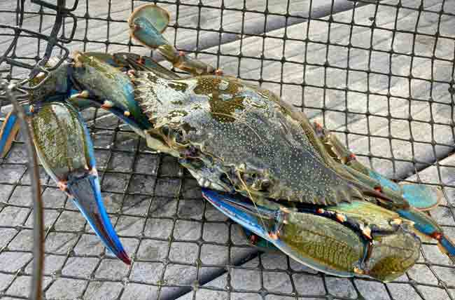 Blue crab trap closure for Wakulla through Hernando counties begins today