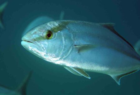 close-up of a greater amberjack swimming in open water