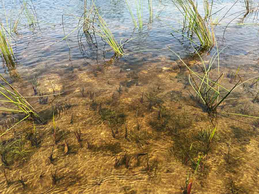 native grass growing in water along shoreline