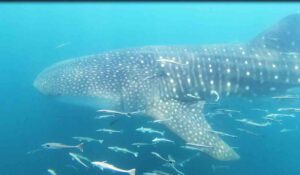 side view of whale shark swimming underwater surrounded by small fish