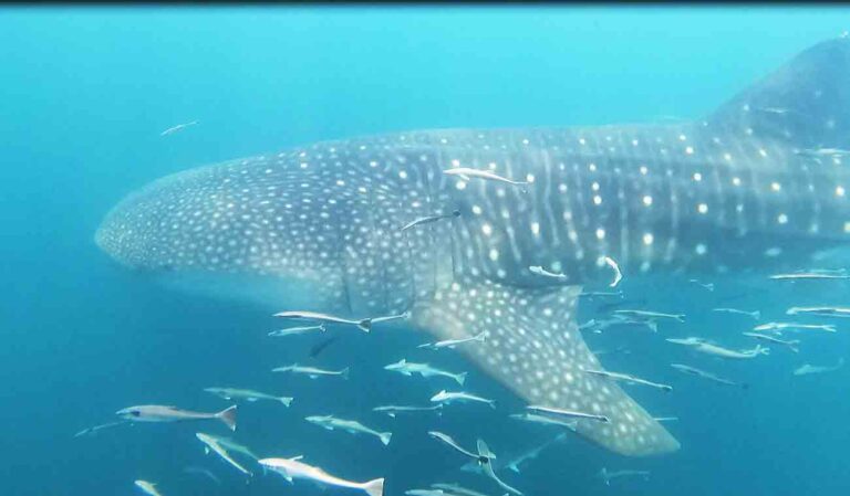 side view of whale shark swimming underwater surrounded by small fish