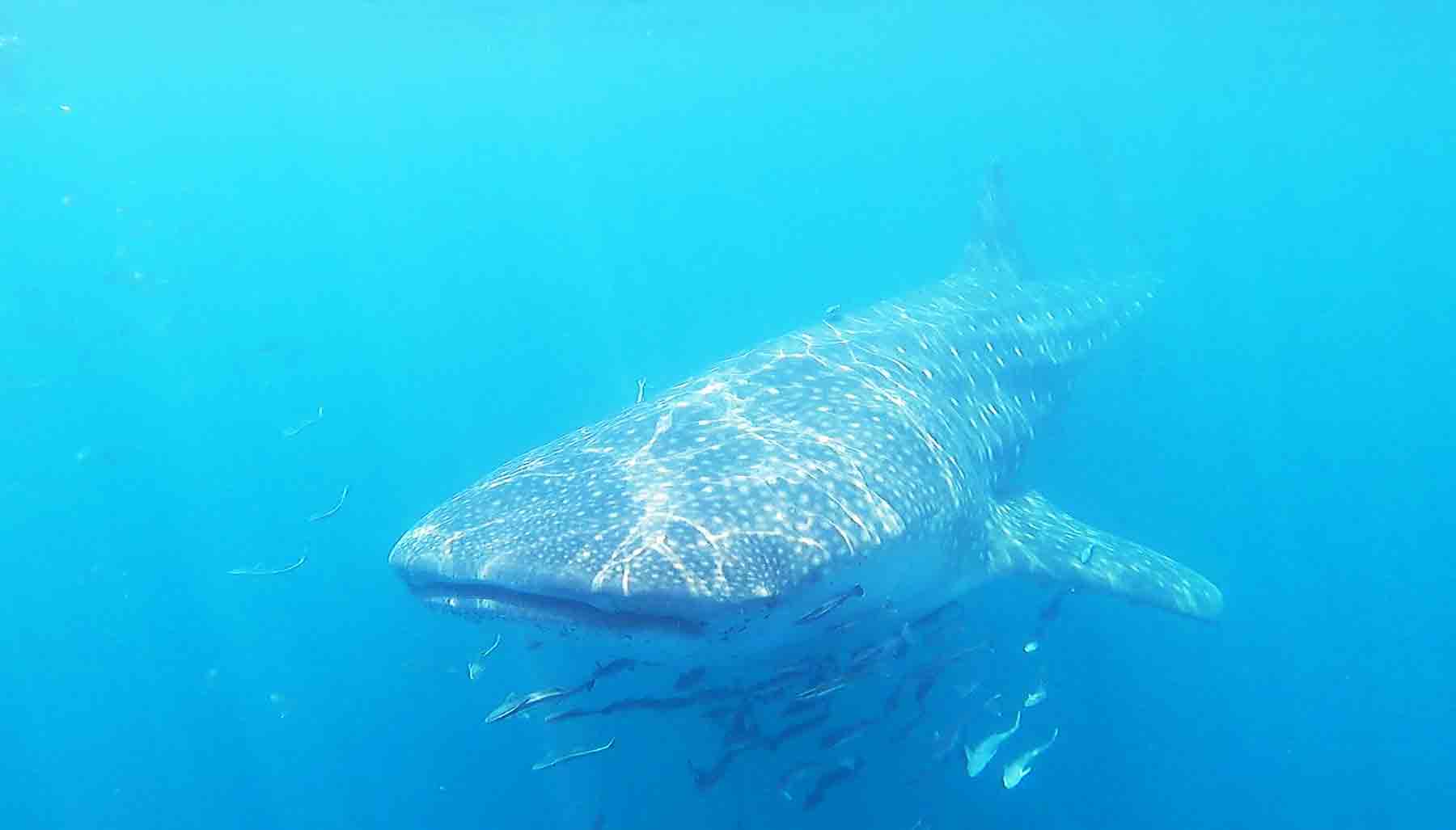 whale shark underwater, swimming toward camera