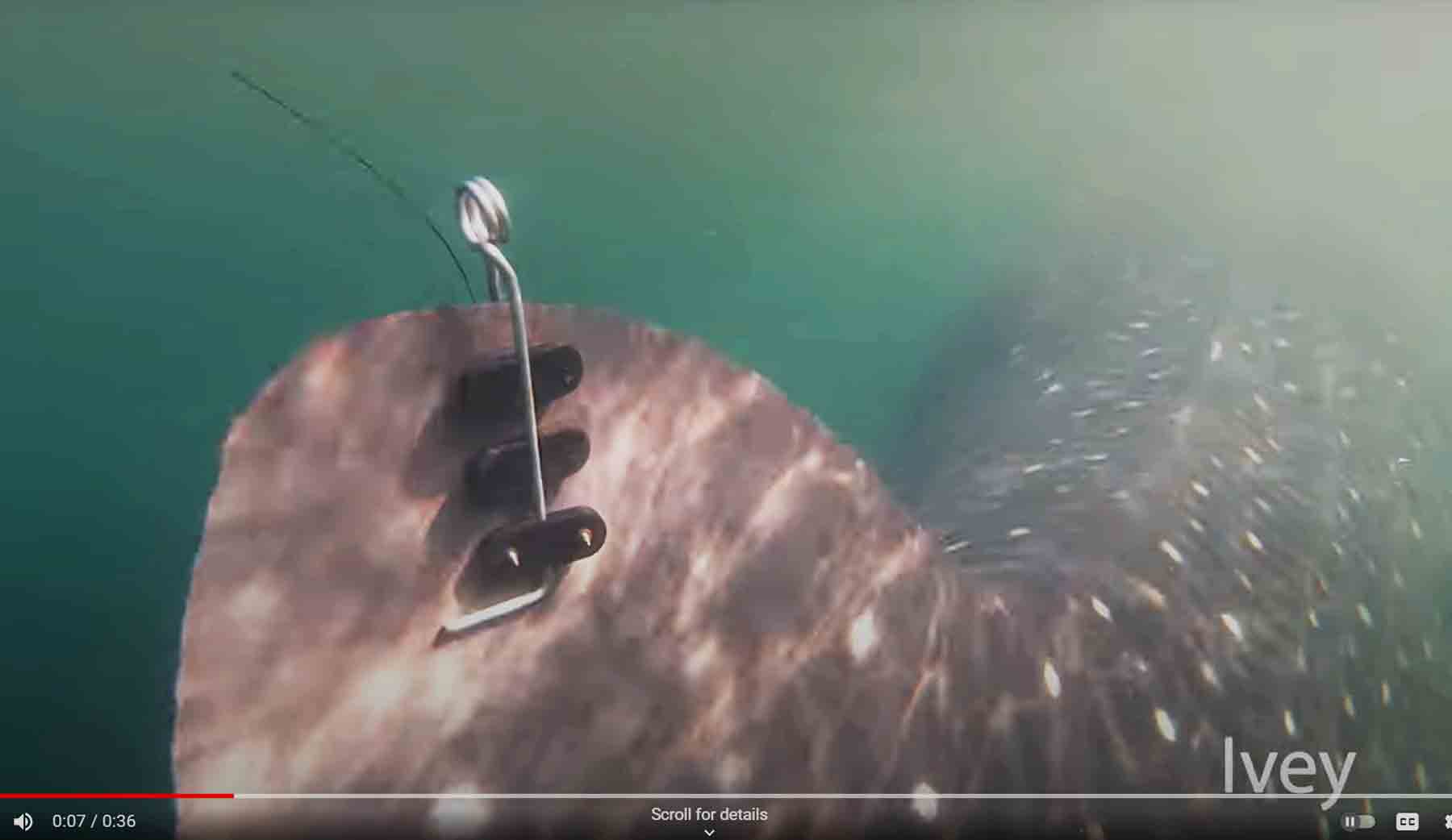 satellite and acoustic tag on whale shark fin