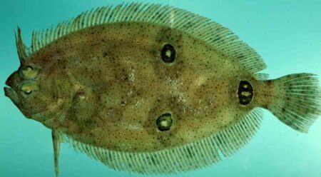 Three-eye flounder (Ancylopsetta dilecta). Gulf of Mexico.