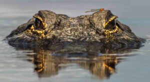 alligator with dragonfly on head, from eye level with water