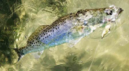 A speckled trout with a gold spoon in the corner of it's mouth in clear, shallow water over seagrass and sand.