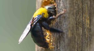 A female carpenter bee excavates a gallery in a wooden post.
