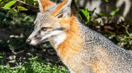 Florida Gray Fox in the wild.