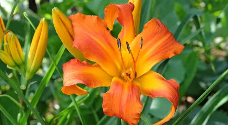 Orange and yellow Daylily, Hemerocallis Primal Scream, in flower in the garden