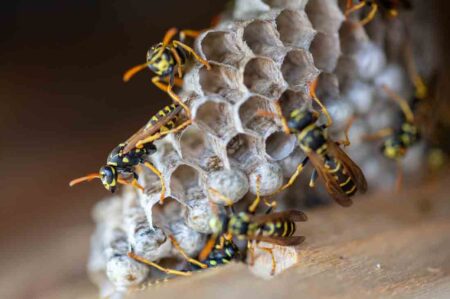 close up shot of a wasp nest with some wasps.