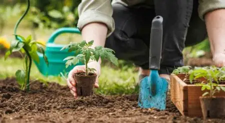 Gardener planting seedling of tomato plant in biodegradable peat pot into soil at vegetable garden.