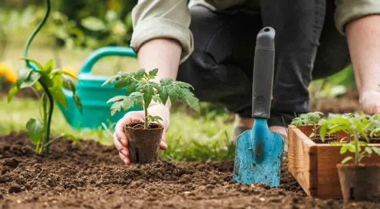 Gardener planting seedling of tomato plant in biodegradable peat pot into soil at vegetable garden.