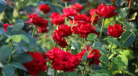 Red roses bushes in a Florida garden close up.