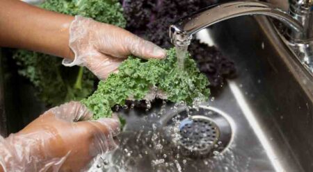 Hands in food service gloves, washing kale under running water in a sink.