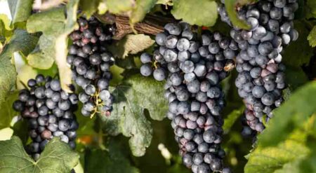 A grapevine with clusters of large, purple wine grapes growing in Florida