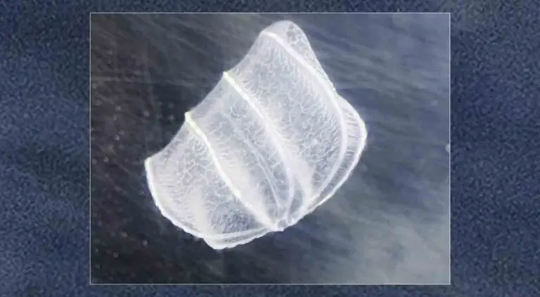 A jellyfish floats in the Gulf of Mexico.