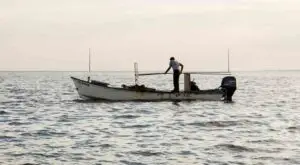 A lone oyster fisherman emptying an oyster rake in a white oyster boat in a bay