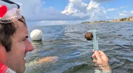 A male swimmer measures a scallop on the surface of lower Pensacola Bay.