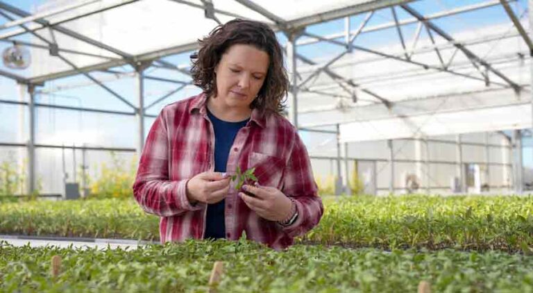 Jessica Chitwood-Brown, an assistant professor of horticultural sciences, holds and examines a tomato seedling in a greenhouse with thousands of seedlings growing at the UF/IFAS Gulf Coast Research and Education Center.