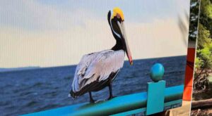 Photo of Pelican painting