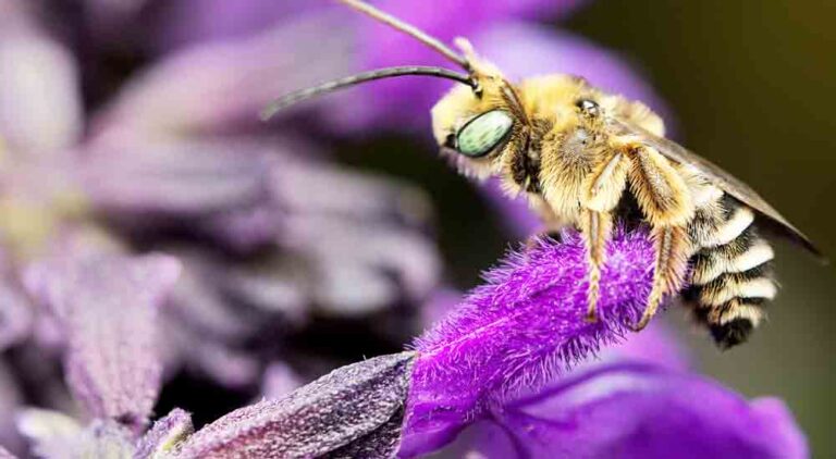 Native bees Melissodes on big blue sage