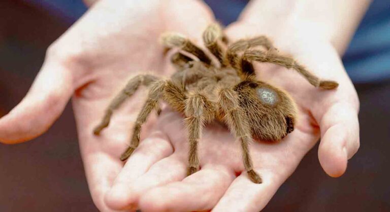 Tarantula resting in a person's hands