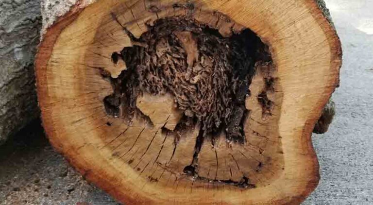 Internal part of a damaged tree eaten by termites