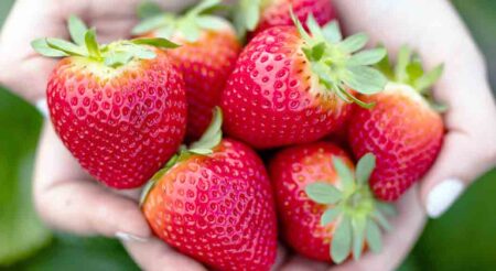 Hands holding a freshly picked bundle of bright red strawberries.