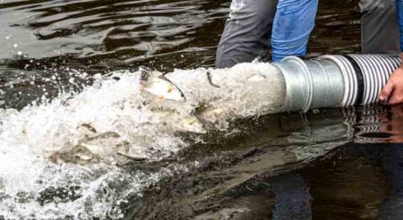 Man releasing juvinile redfish into a body of water through a large tube.