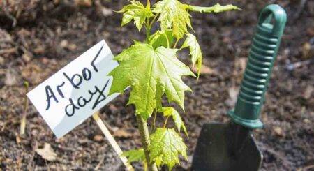 A young tree seedling with bright green leaves is planted in the soil, marked with a small sign that reads "Arbor Day," accompanied by a green gardening spade nearby.