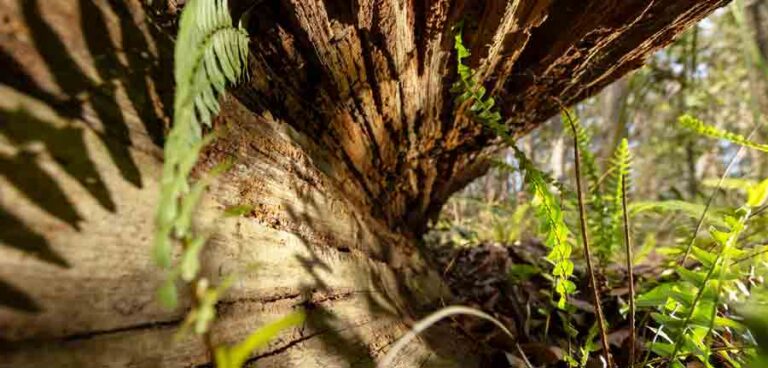 A close-up of ferns growing inside the hollow of a fallen log in a forest setting, with sunlight casting shadows on the dead wood.