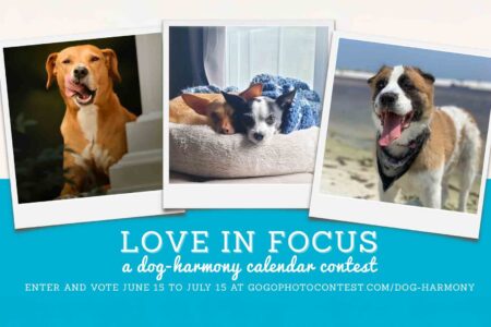 Three dogs featured in photos for Dog-Harmony’s “Love in Focus” calendar contest