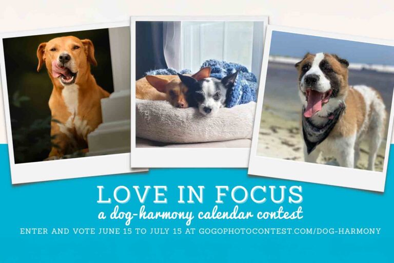 Three dogs featured in photos for Dog-Harmony’s “Love in Focus” calendar contest