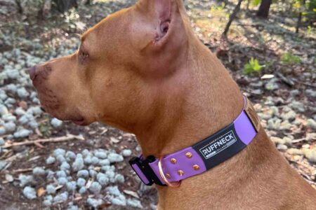 A brown dog wearing a purple American Ruffneck Collar outdoors in a wooded area.
