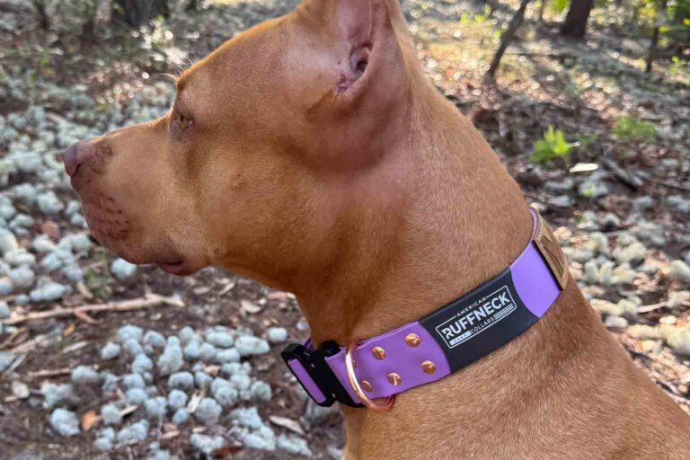 A brown dog wearing a purple American Ruffneck Collar outdoors in a wooded area.