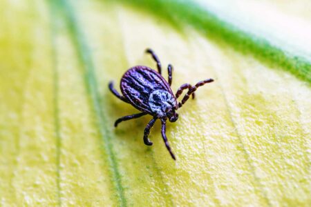 Adult female Ixodes ricinus tick on a leaf