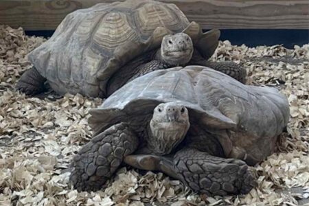 Two African Spurred Tortoises at Alaqua Animal Refuge resting on wood shavings.