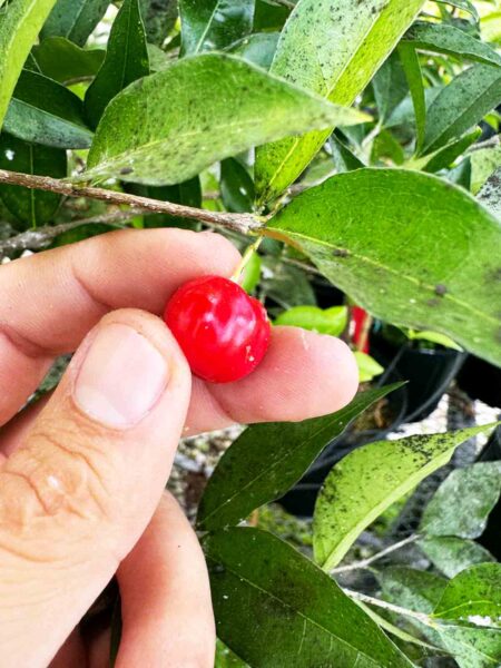 A person holds a ripe acerola cherry against green leaves on the plant.