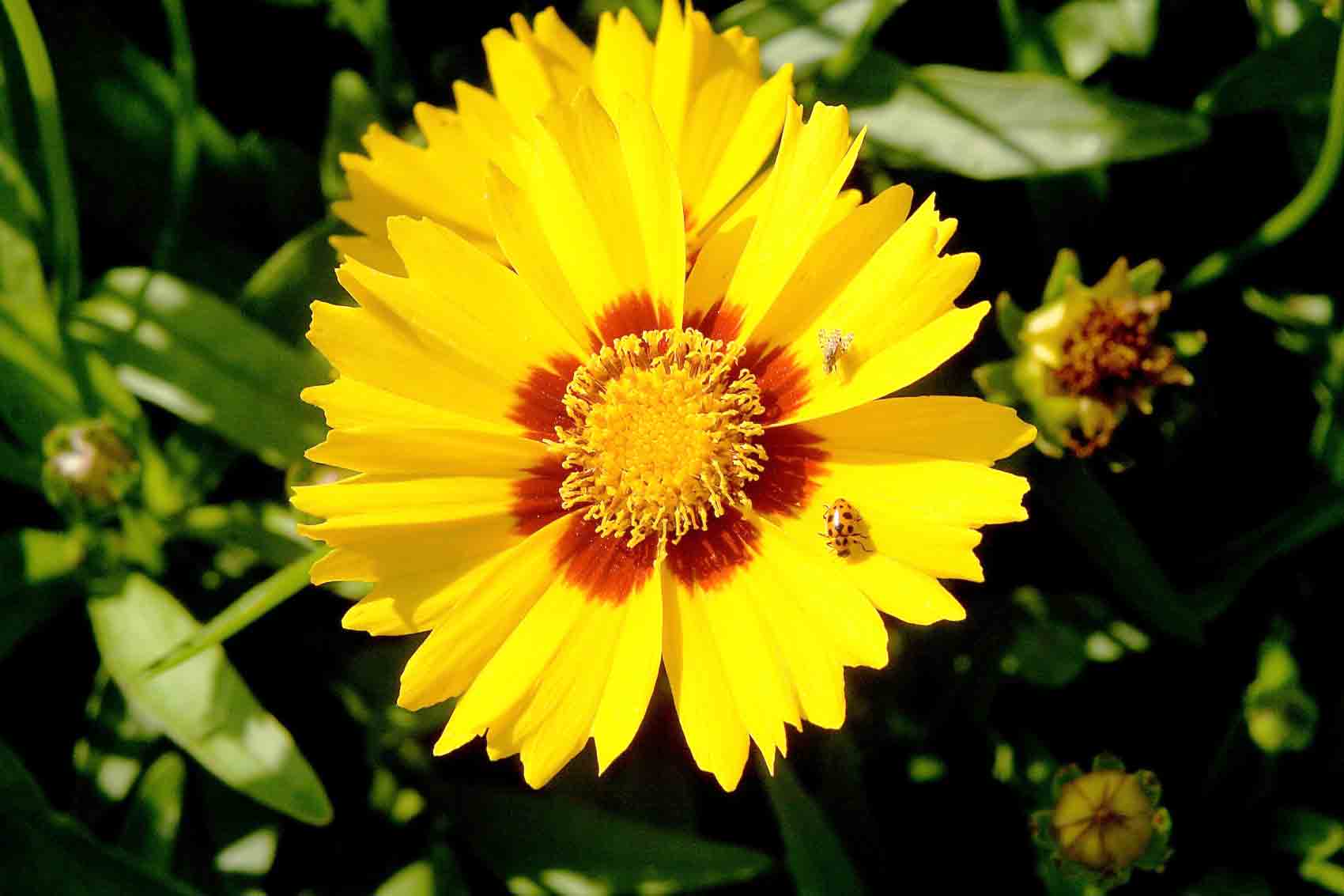 Bright yellow coreopsis flower with red center, attracting beneficial insects.