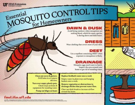 UF/IFAS infographic outlines essential mosquito control tips for homeowners, including prevention strategies.