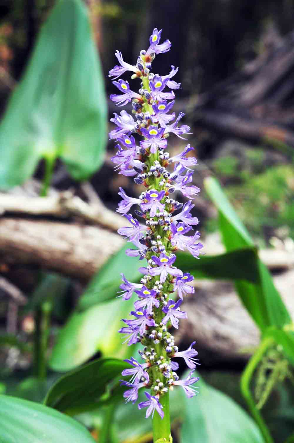 Pickerel weed with lavender blooms attracting dragonflies in a wetland setting.