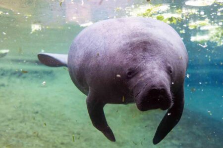 West Indian manatee swimming in clear Florida water