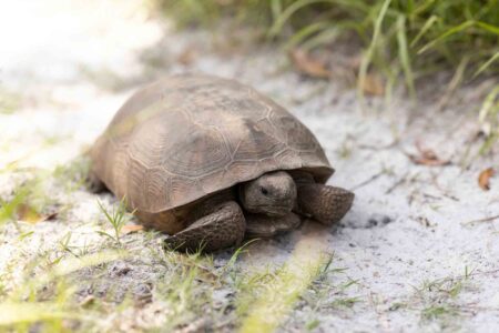 Gopher tortoise resting on sandy ground with grass nearby.