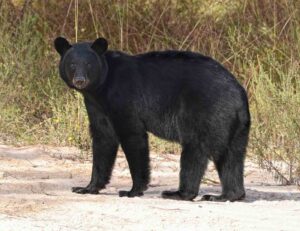 A Florida black bear standing on sandy ground with brush in the background.