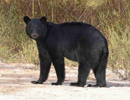 A Florida black bear standing on sandy ground with brush in the background.